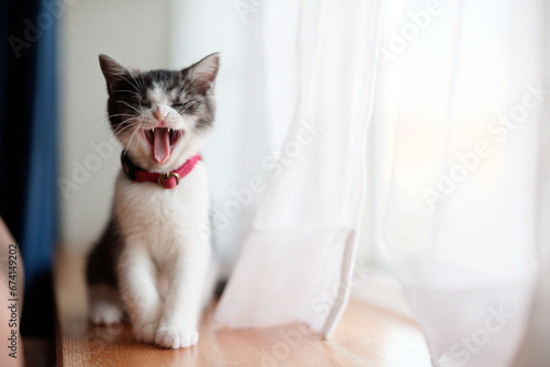 あくびする猫 photo