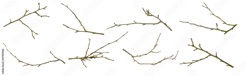 dry twigs on white isolated background