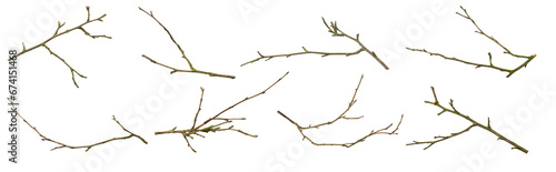 dry twigs on white isolated background photo