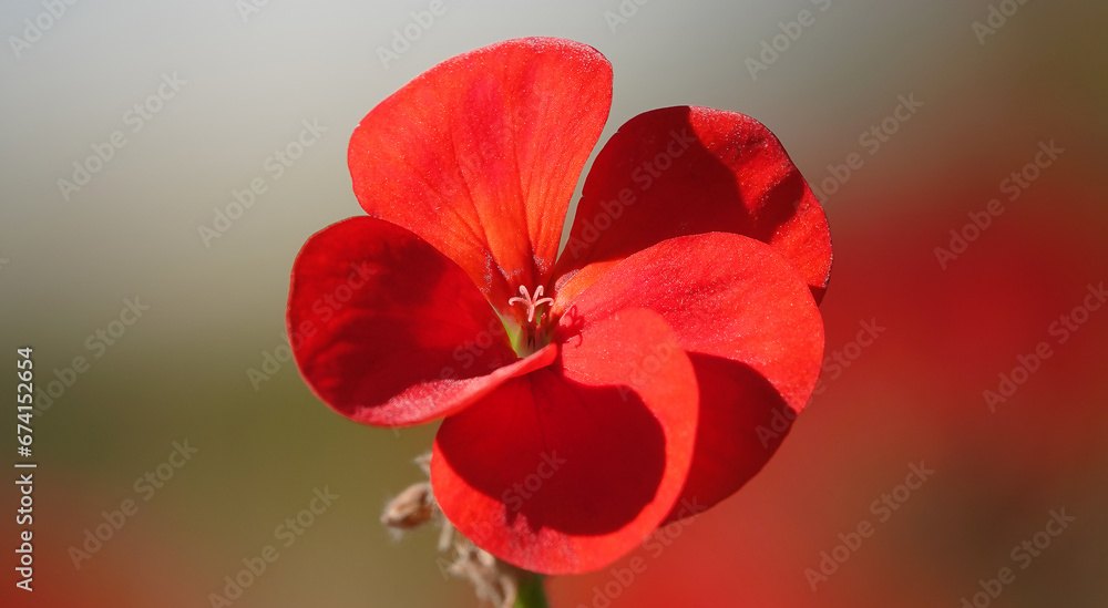 Pelargonium zonal Chandelier White - plant flower Pelargonium zonal Chandelier White - plant flower