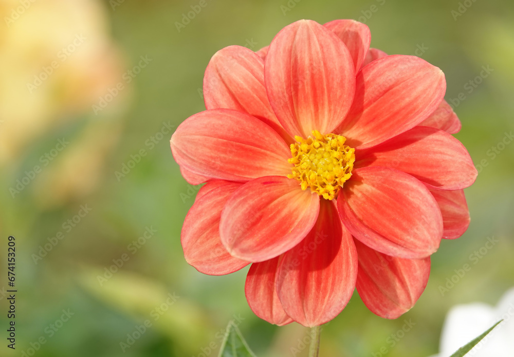 Decorative dahlia - plant flower Decorative dahlia - plant flower