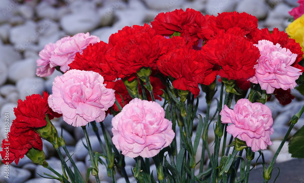 Carnation flowers bouquet Carnation flowers bouquet