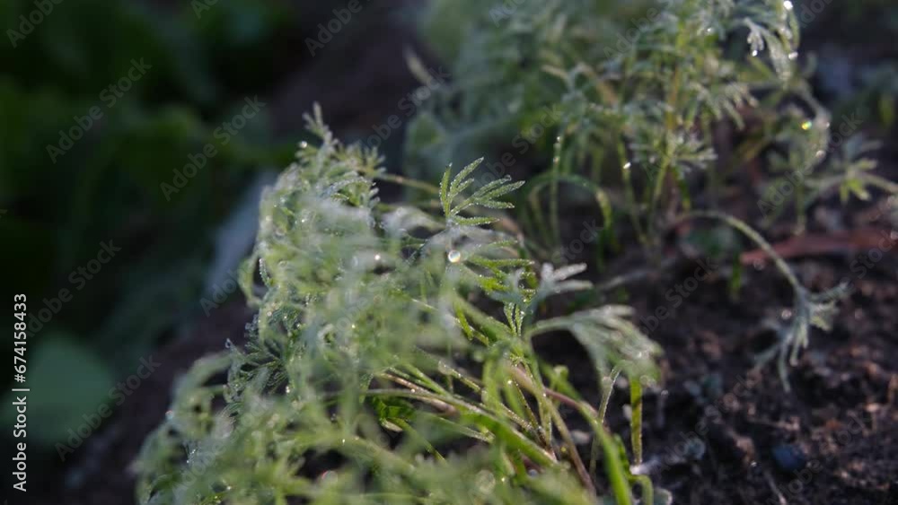Extreme close up while slowly moving camera backward above young dill cover in frost and limped from cold while sun illuminated ice crystals and shine through plant.