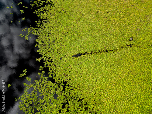 aligator on the river