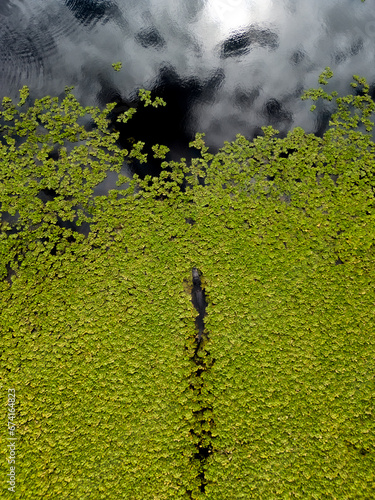 aligator on the river 