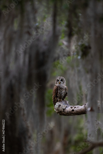 Barred owl in a mossy tree in Florida 