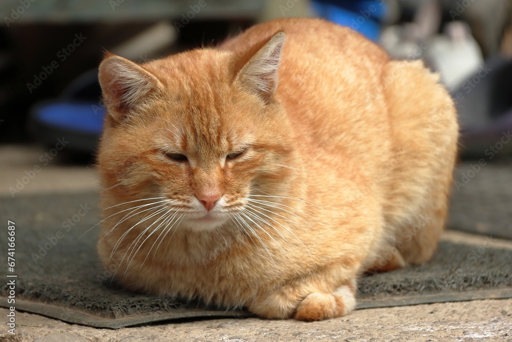 red cat resting on the ground red cat resting on the ground