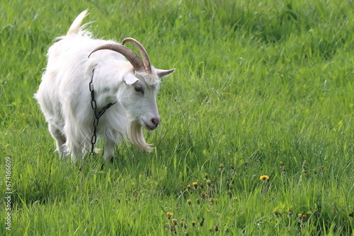 white goat on pasture