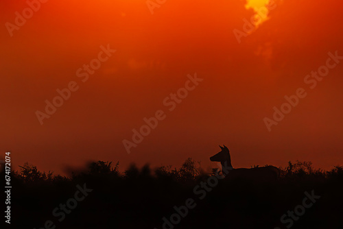 the red deer (Cervus elaphus) a doe in the ferns at dramatic sunrise