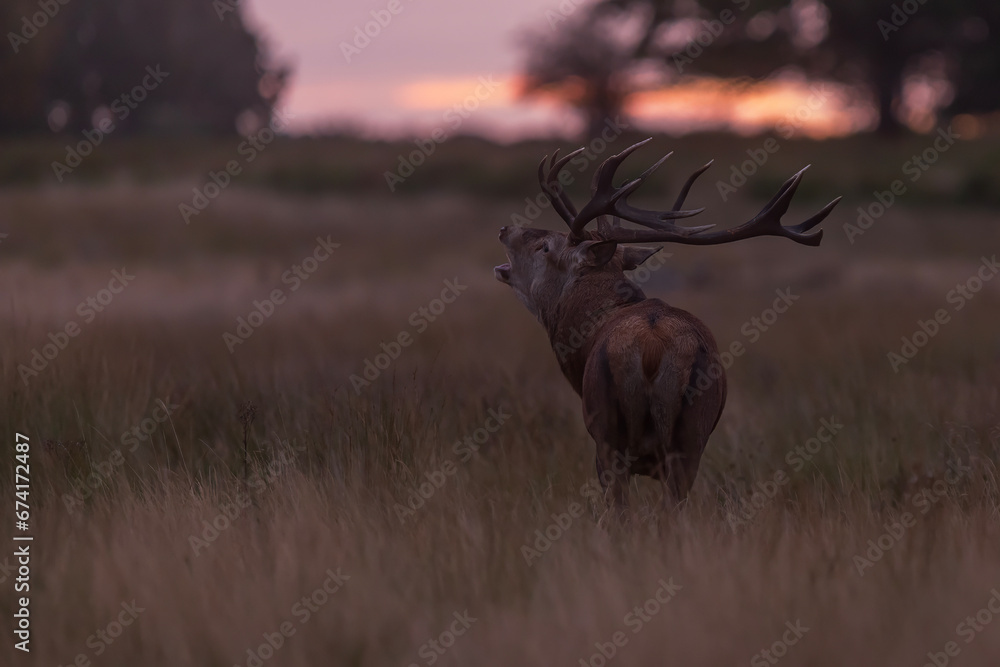 Obraz premium the red deer (Cervus elaphus) blowing the bugle in heat with sunrise