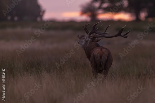 the red deer (Cervus elaphus) blowing the bugle in heat with sunrise