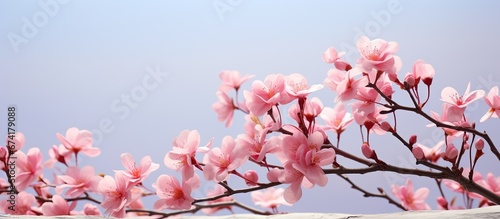 A nature background with a small plant resembles a tree bearing delicate pink flowers