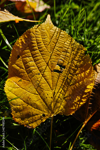 autumn leaves on the ground