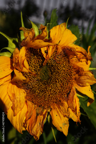 sunflower in the garden