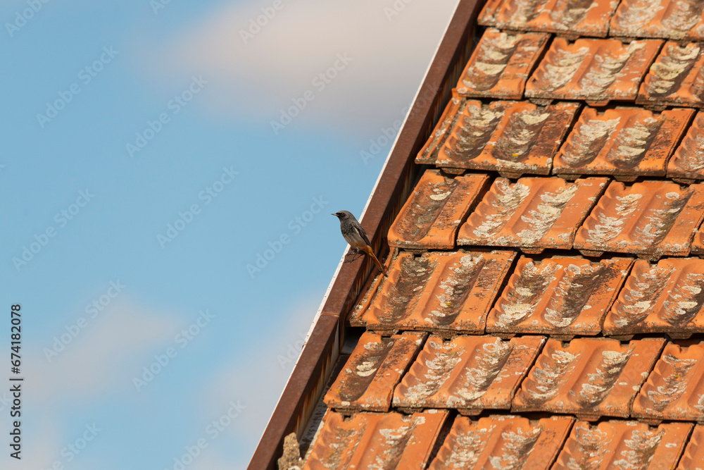 Naklejka premium An image of Black Redstart in neighbourhood