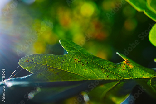 leaf in the autumn sun