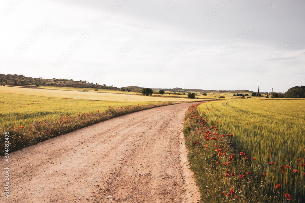 Landscape with country path going into a distance, green meadows with blossoming red poppies and low rain clouds in a sky. Stormy weather in spring season. A beautiful blooming land. Travel postcard.