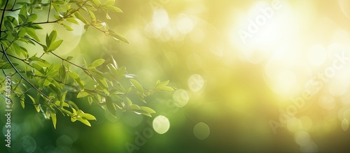 An aesthetically pleasing bokeh effect is created with a blend of sunlight and blurred abstract elements The sun s rays and the lush greenery are depicted in a soft out of focus manner The r