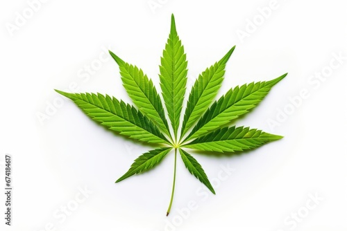Marijuana is a battle between a drug and a medicine Close up of young hemp Medicinal indica with CBD