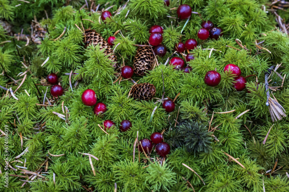 Cranberries and pine cones on the green moss in the forest