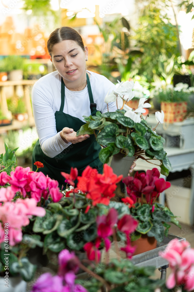 Woman florist in apron holding pot with cyclamen in flower shop