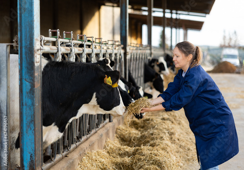 Photos Female dairy farm worker feeding cows in a stall at a dairy farm
