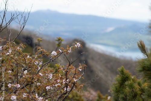 山桜 photo