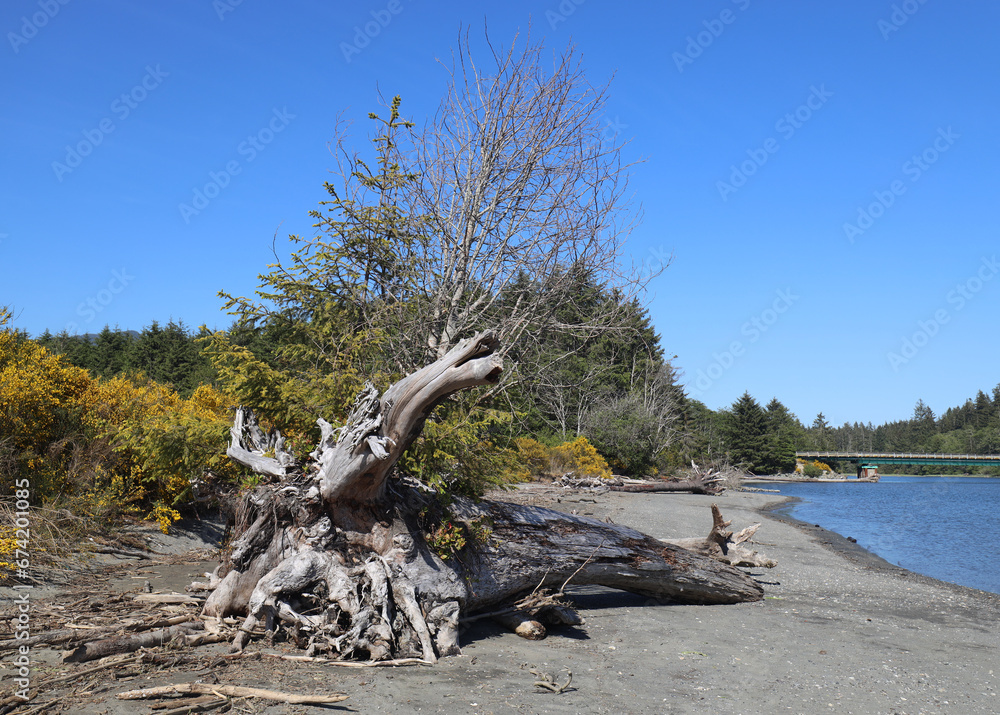 Driftwood on the sandy shores of ocean bay
