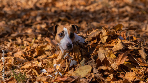 Jack Russell Terrier dog in a pile of yellow fallen leaves. 