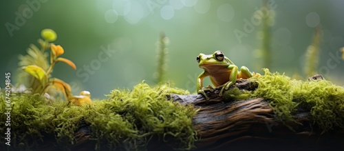 Tiny amphibian in a wetland photo