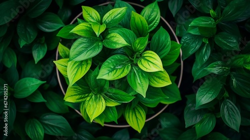 Beautiful top view of a Green Plant in a pot, A single lush green plant, A lush  potted plant photo with vibrant emerald green leaves  © VisionCraft