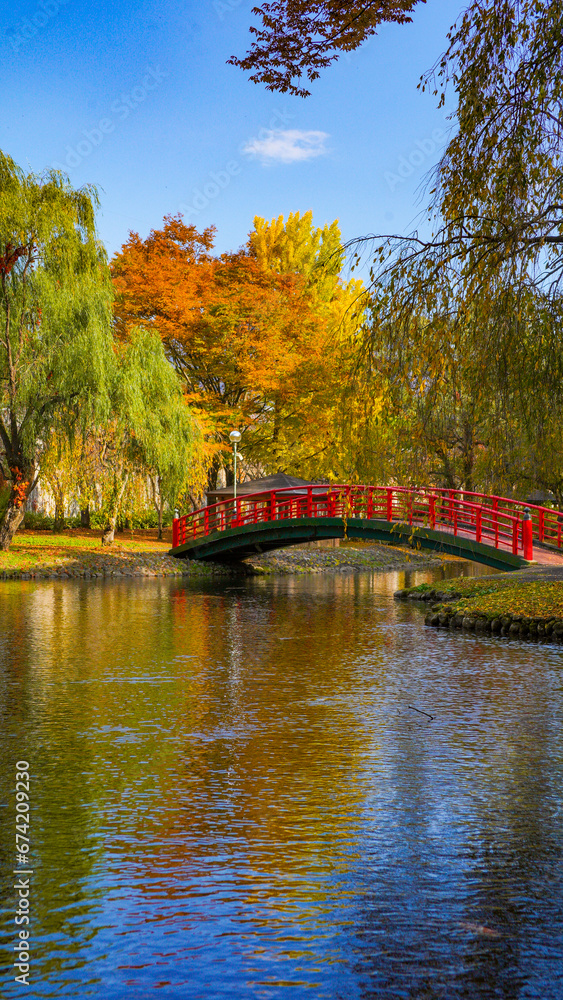 Fototapeta premium 葉が色づく桜の木々に囲まれた、秋の公園と赤い太鼓橋