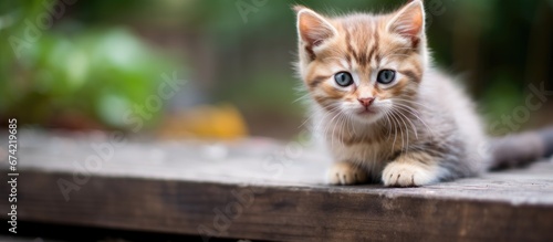 A little feline with a brown coat seen against a backdrop of white