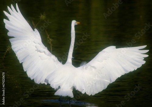 Fototapeta Naklejka Na Ścianę i Meble -  Great Egret Landing in Lake