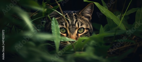 A dramatic design concept portraying themes such as wildlife wilderness danger and power featuring a jungle dwelling wild cat hiding among the foliage with its eyes as the prominent focus