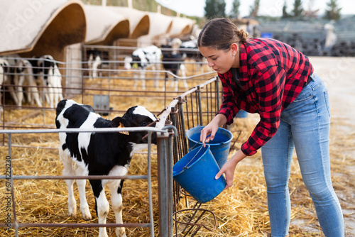 Positive young farmer girl working on livestock farm, feeding calves from bucket in stall outdoors..