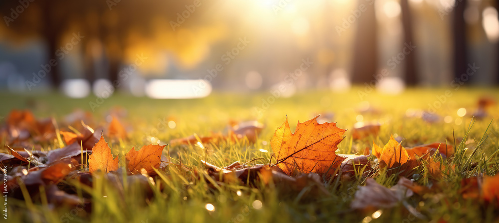 Beautiful orange and golden autumn leaves against a blurry park in sunlight with beautiful bokeh. Natural autumn background.