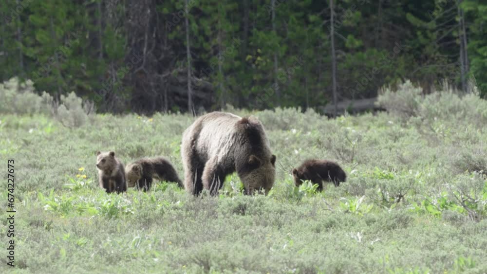 Mother grizzly walking with cubs Mother grizzly walking with cubs