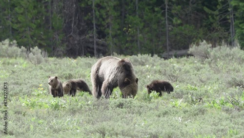 Mother grizzly walking with cubs