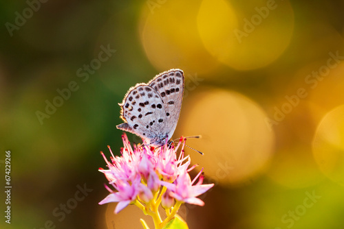 Wallpaper Mural A butterfly is gathering honey Torontodigital.ca