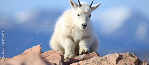 A young mountain goat is perched on a boulder made of granite located at the peak of Mount Evans in Colorado s Rocky Mountains