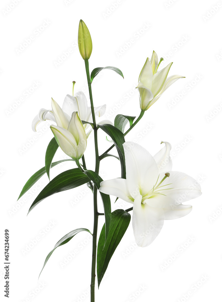 Beautiful fresh lily plant isolated on white