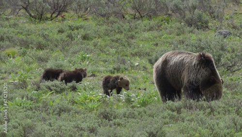 Mother grizzly bear with three cubs