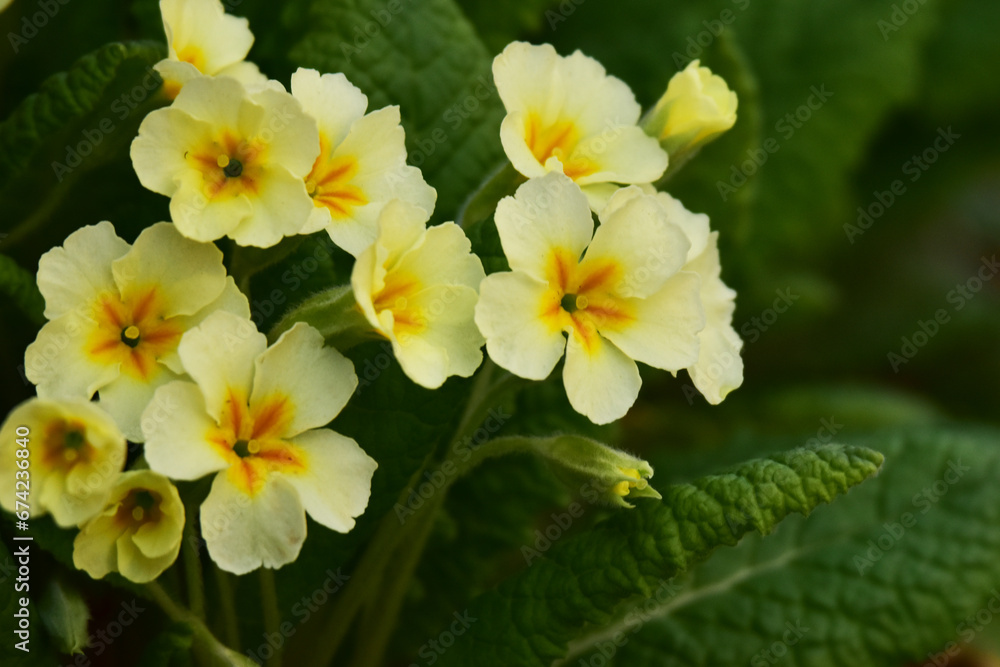Fototapeta premium 庭のプリムラの花