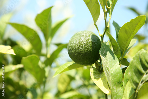 Unripe green tangerine growing on tree outdoors, closeup with space for text. Citrus fruit
