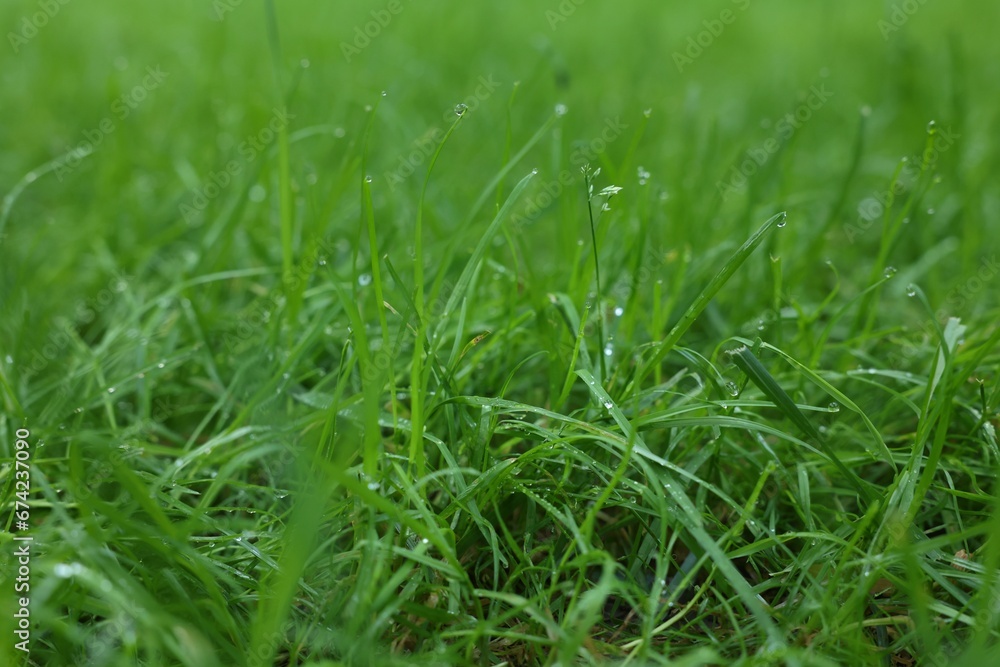 Fresh green grass with water drops growing outdoors in summer, closeup Fresh green grass with water drops growing outdoors in summer, closeup