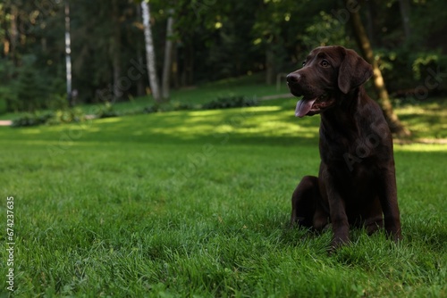 Adorable Labrador Retriever dog sitting on green grass in park, space for text