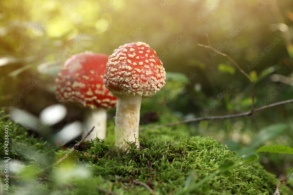 Poisonous mushrooms growing in forest, closeup. Space for text