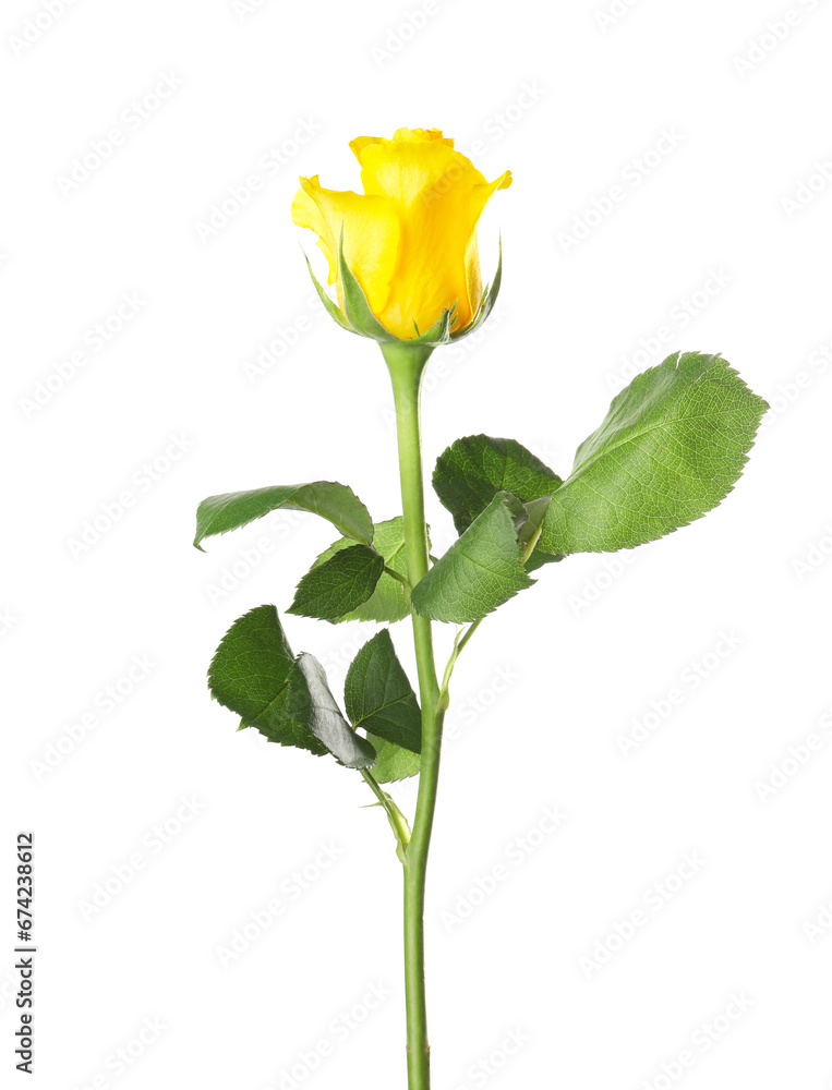 Obraz premium Beautiful fresh yellow rose isolated on white