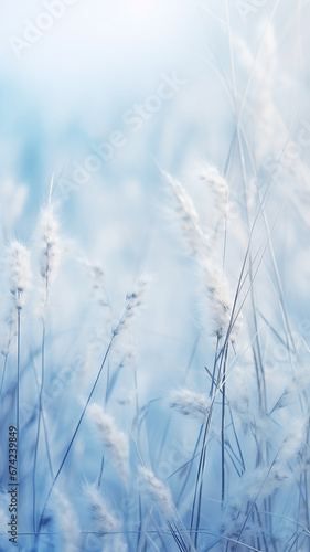 high narrow winter background  blurred in the field  dry blades of grass covered with frost  nature